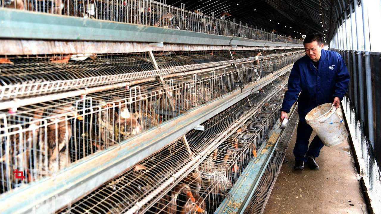 蛋鸭养殖技术 蛋鸭养殖场地建设