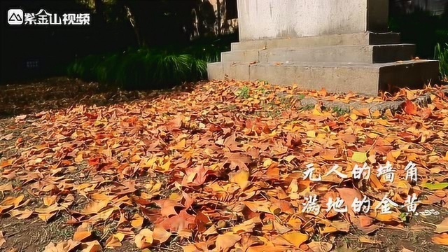 冉冉好秋光 最是灵谷寺