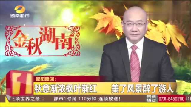 感受秋天的绚丽!金秋时节层林尽染,邵阳枫树林宛如艳丽油画!