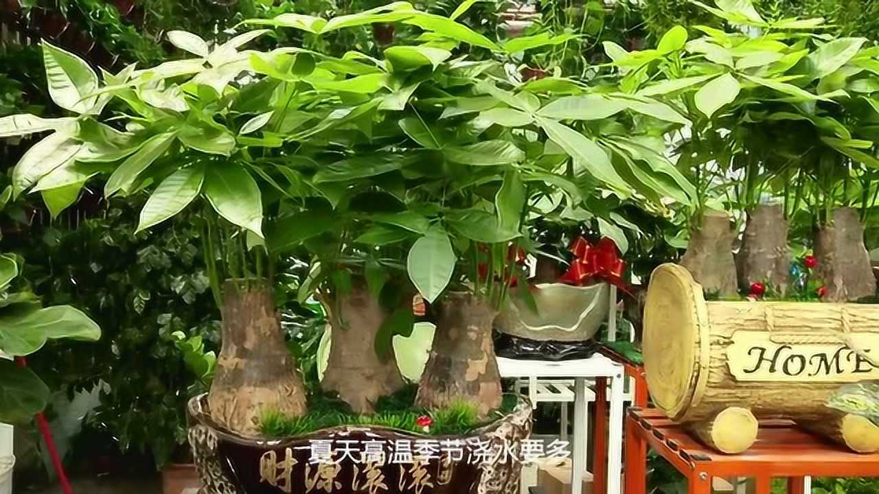 给发财树减减负担不黄叶还能常年绿油油