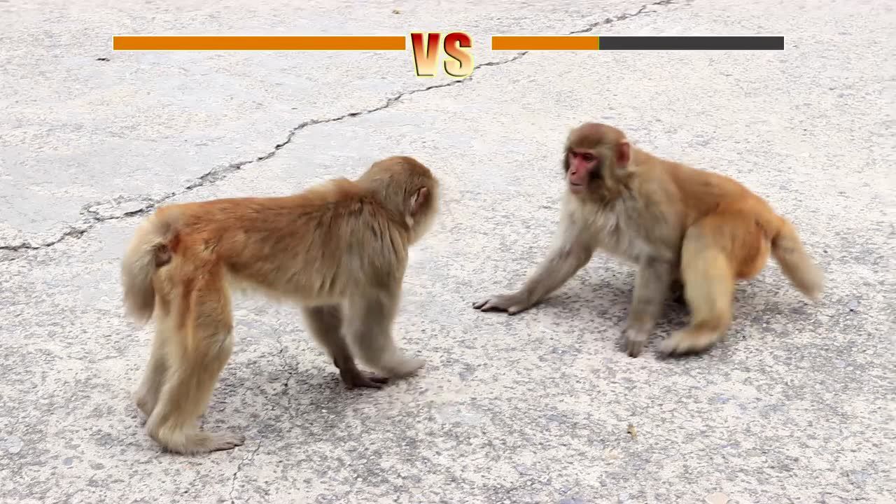 中国猴山五龙口景区二猴子打架搞笑