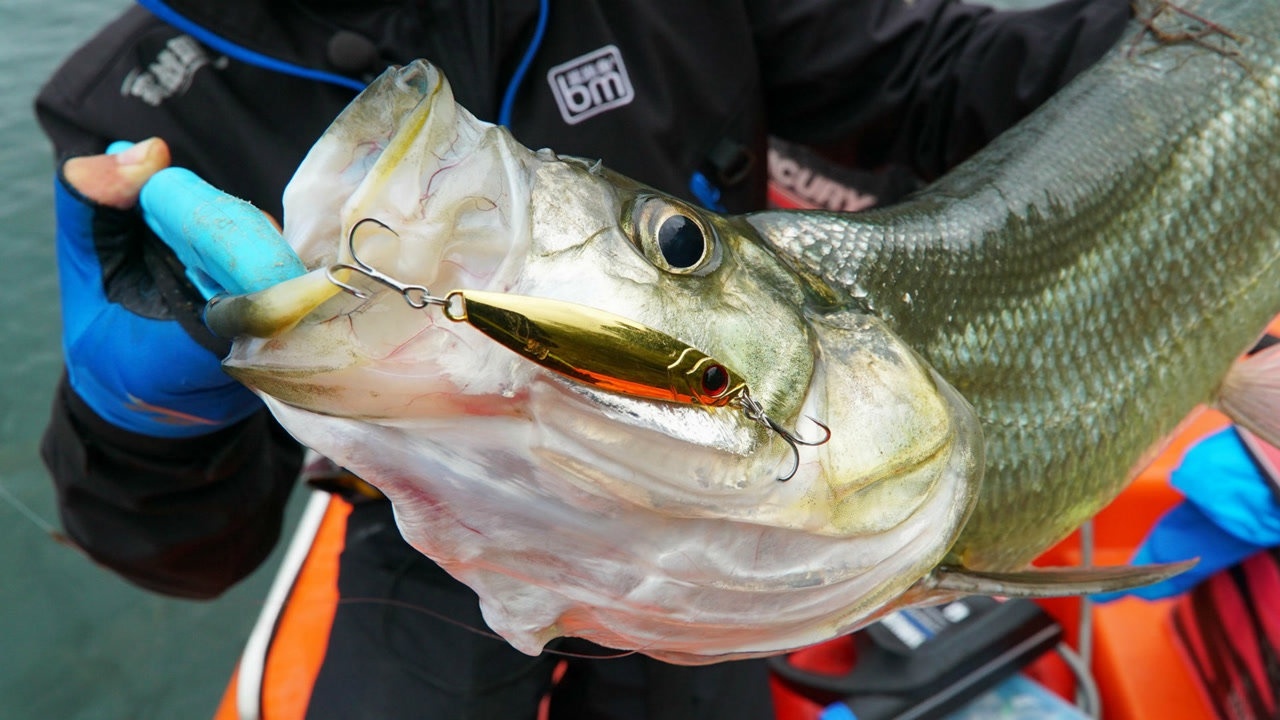 蓝旗鱼路亚米翘诱惑犀利组合之小汐四处出击