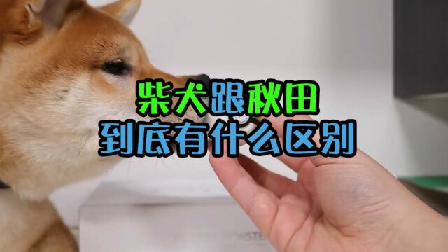 很多人分不清柴犬和秋田犬,那它们到底有什么区别?