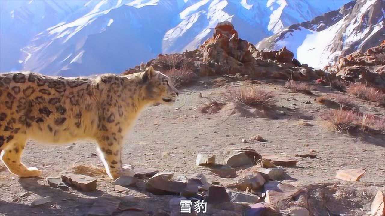 地球脉动第二季:这个星球上最顽强的动物之一,雪豹