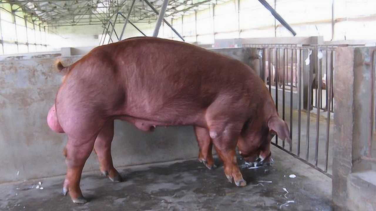 为什么很多人都说,没有阉割的公猪不能吃呢?看完解开多年疑惑