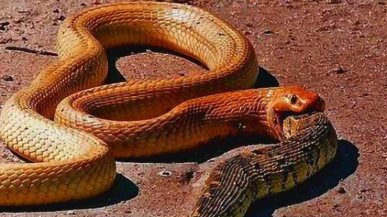 黄金眼镜蛇遇到眼睛王蛇马上倒地 装死但是却没能骗过眼镜王蛇 腾讯视频