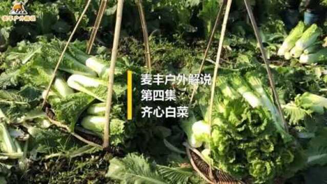 农村的齐心白成熟了,小宇带大家去丰收现场看看,阿姨收菜好娴熟