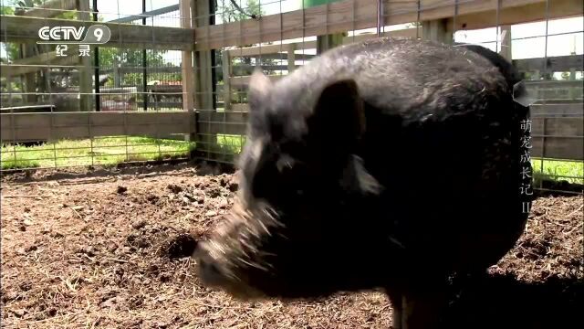 萌宠成长记 棉花面纱犬学会和不同的家畜打交道