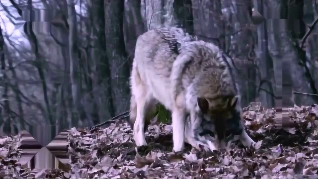 饥饿的狼攻击野猪,反被野猪追的满山跑