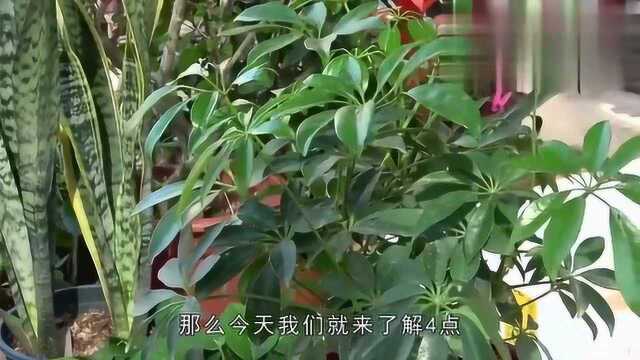 养鸭脚木,记住这4点,枝叶茂盛,叶片绿油油