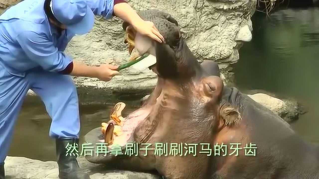 动物园的河马没有牙签鸟的帮忙之后,饲养员帮忙刷牙,画面和谐