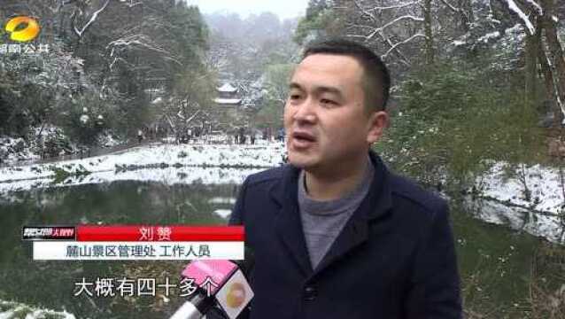 0101闭园的长沙岳麓山景区今起开放