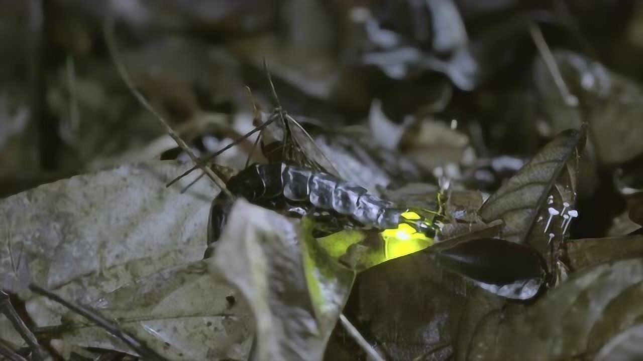 纪录片萤火虫扁莹幼虫没翅膀视力差就是嗅觉灵敏