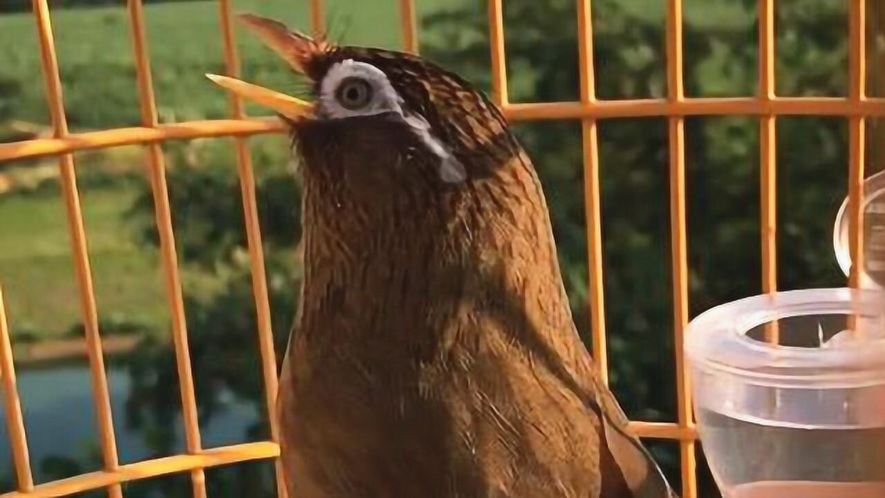 极品画眉:黄嘴白筋金黄沙,"斗鸟"中的将军