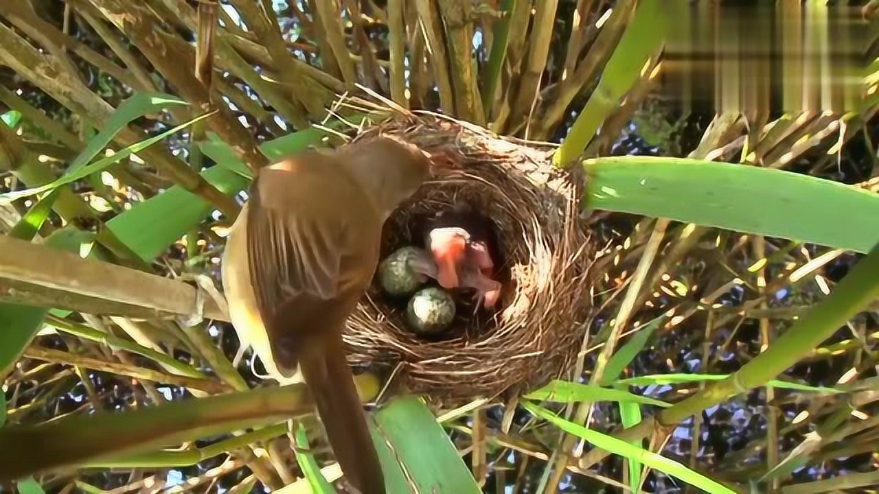 布谷鸟不仅占了芦苇莺的鸟巢,还会把芦苇莺的卵从巢里赶出去