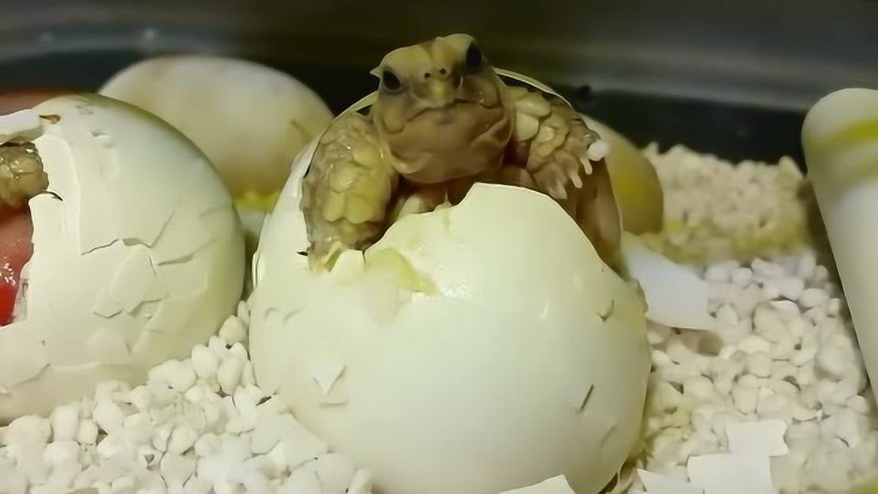 来腾讯视频看更多热门视频