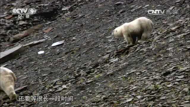 我与北极熊一家 秋天 北极熊艰难的生活环境