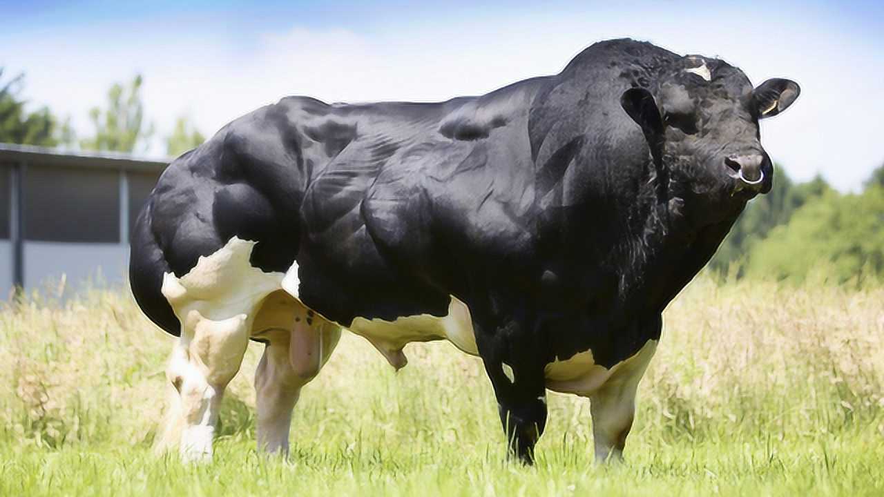公牛界的巨石强森,浑身发达肌肉,却是用来吃的!