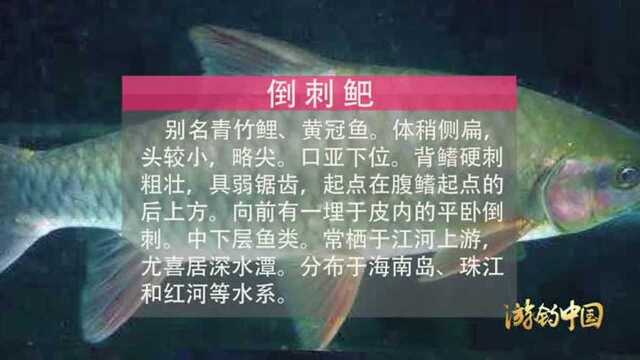 游钓中国:壮族隐秘山寨,钓获罕见青竹鲤,子母钩现神威!