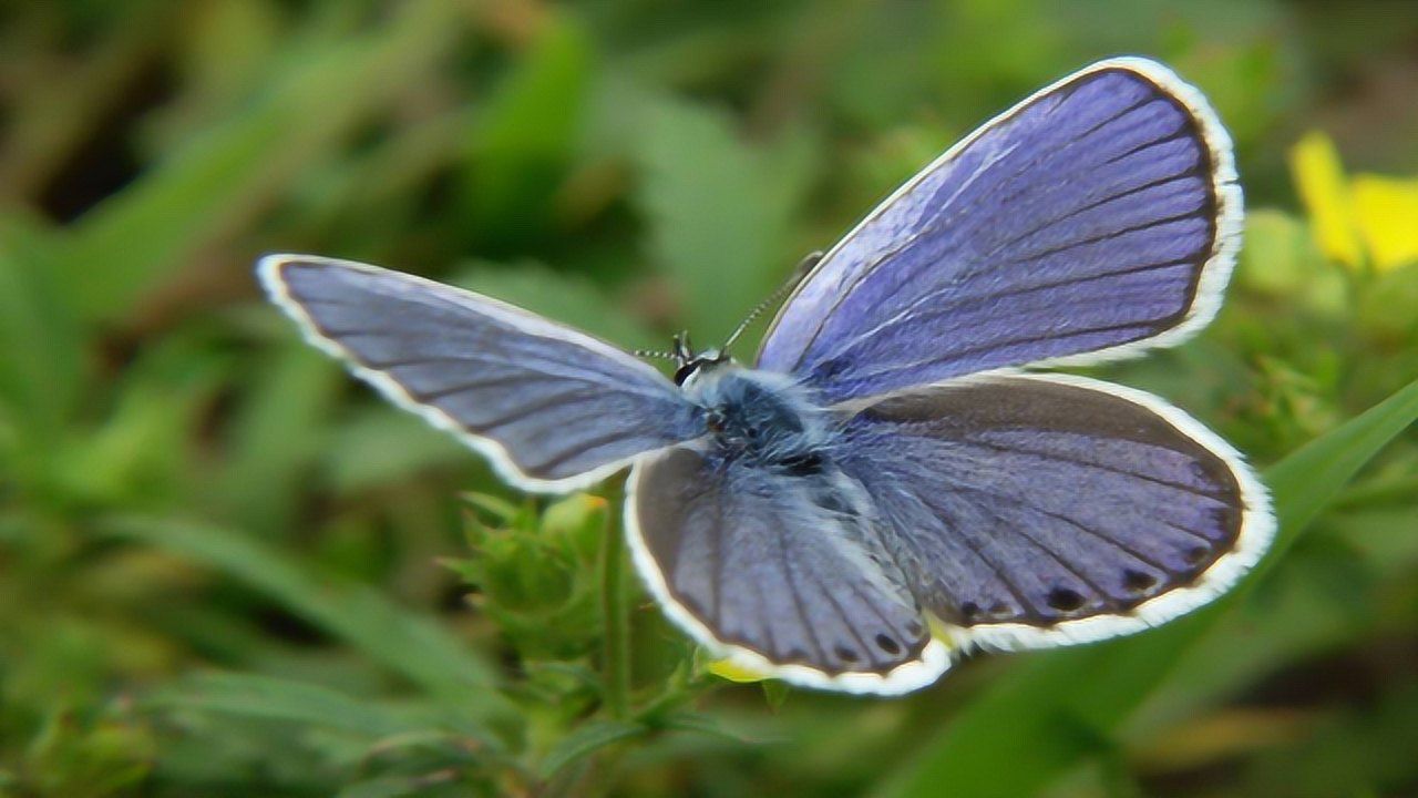 世界上最小的蝴蝶图片