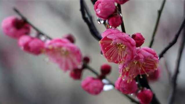 雪后美景:红梅映雪头吐异香