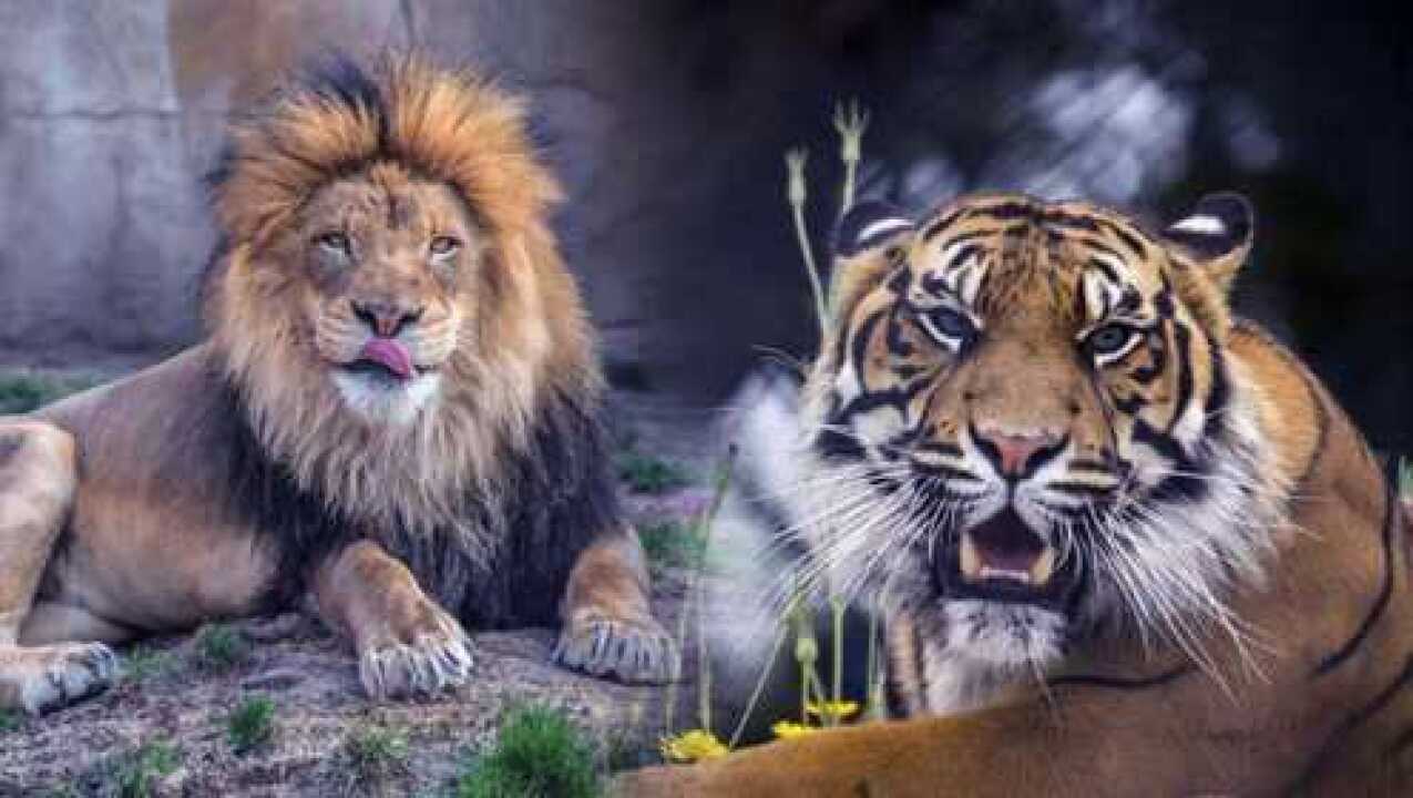 狮子大战老虎谁更厉害终于找到狮虎斗最终谁能胜的答案