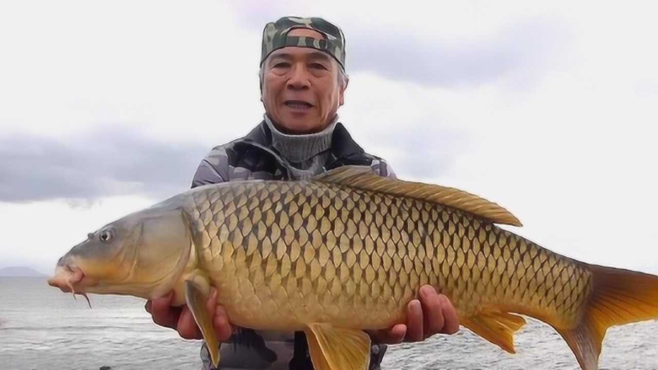 李大毛:湖邊獨自大戰巨鯉,50斤大鯉魚翻江倒海,老師傅獨木難支