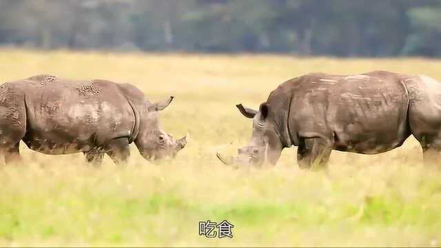 生命之轮:为了食物,发生战斗,而战斗之间就会有死亡