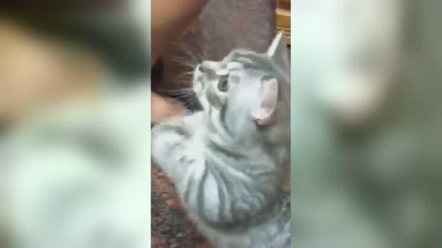 猫咪成人精 人们喜好竟然都知道