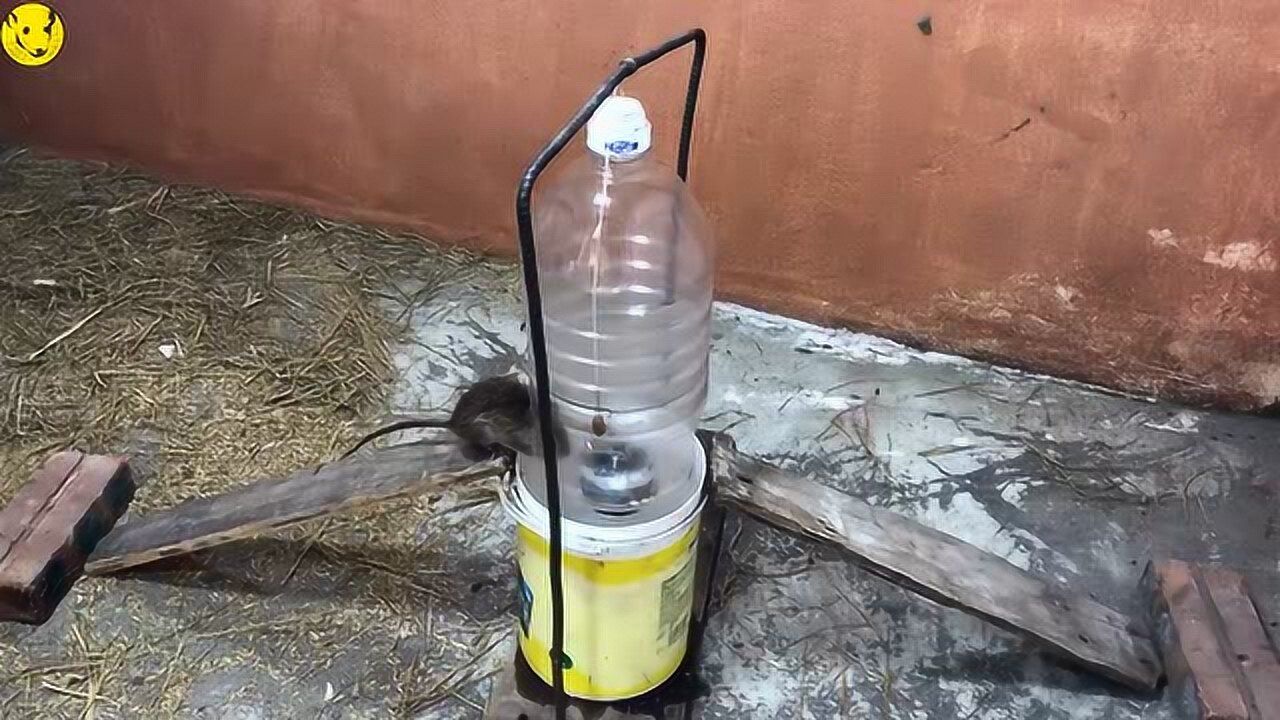好聪明的捕鼠器,两个塑料瓶就可以制作,对付老鼠很实用
