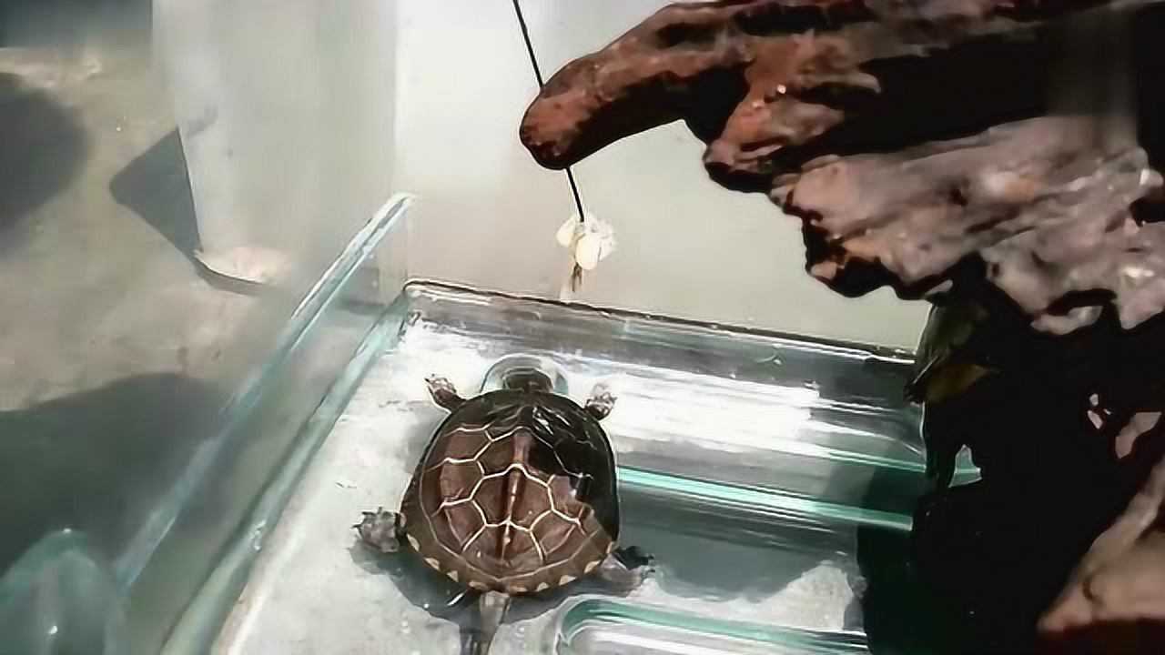 教你乌龟怎么养?_腾讯视频