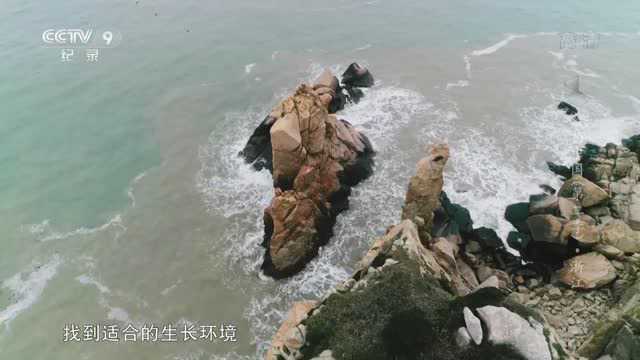 《航拍中国》第二季 浙江:贝壳铺成的一片海滩世界罕见