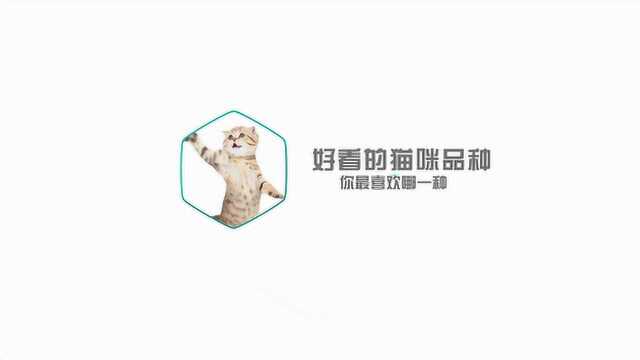 好看的猫咪品种,10种猫咪你最喜爱哪一个