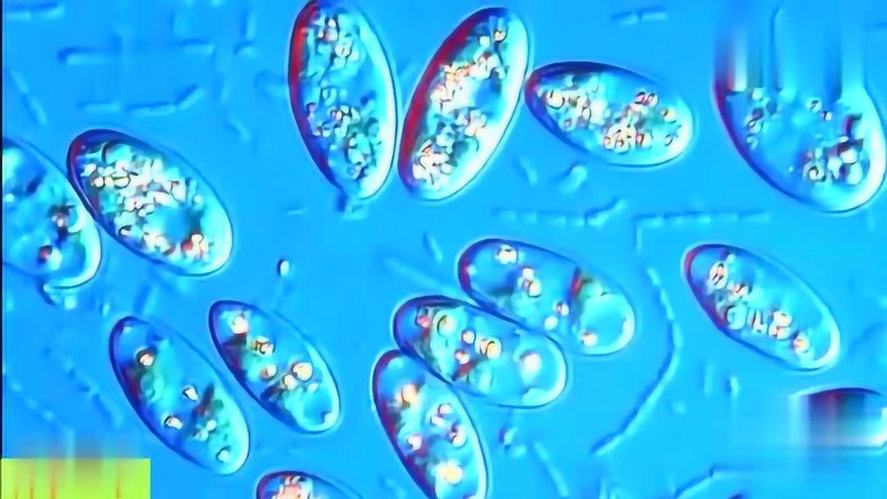 自来水里这么多微生物在蠕动看看头皮发麻再也不敢喝凉水了