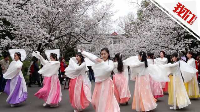 美如画!樱花树下十几名汉服美少女 人花相映长袖起舞