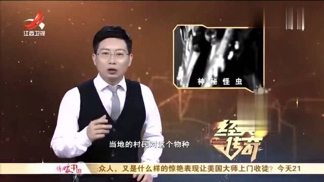 村子出现稀有生物 巨齿蛉有两把钳子见人就咬 还有古老物种鲎虫