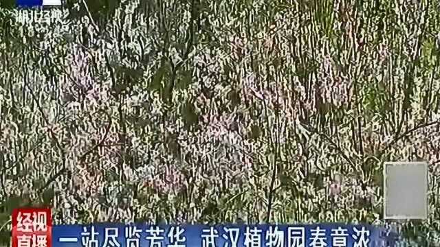 一站尽览芳华 武汉植物园春意浓 各种花卉争奇斗艳