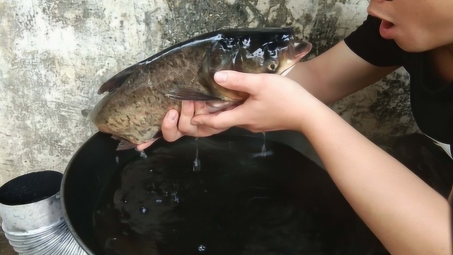 水库大头鱼就是好,搭配水豆腐就是绝配,千滚豆腐万滚鱼很正点