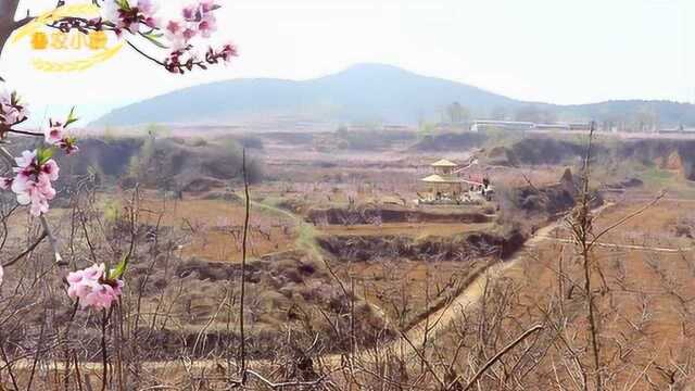 桃花节开幕式偶遇外地游客,盛赞桃花美景,小毅是怎么说的