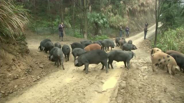 农村大哥养800头黑山猪,每天在500亩山林里狂奔,一年以上才出栏!