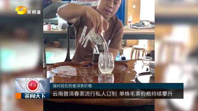 云南普洱春茶流行私人订制 单株毛茶价格持续攀升