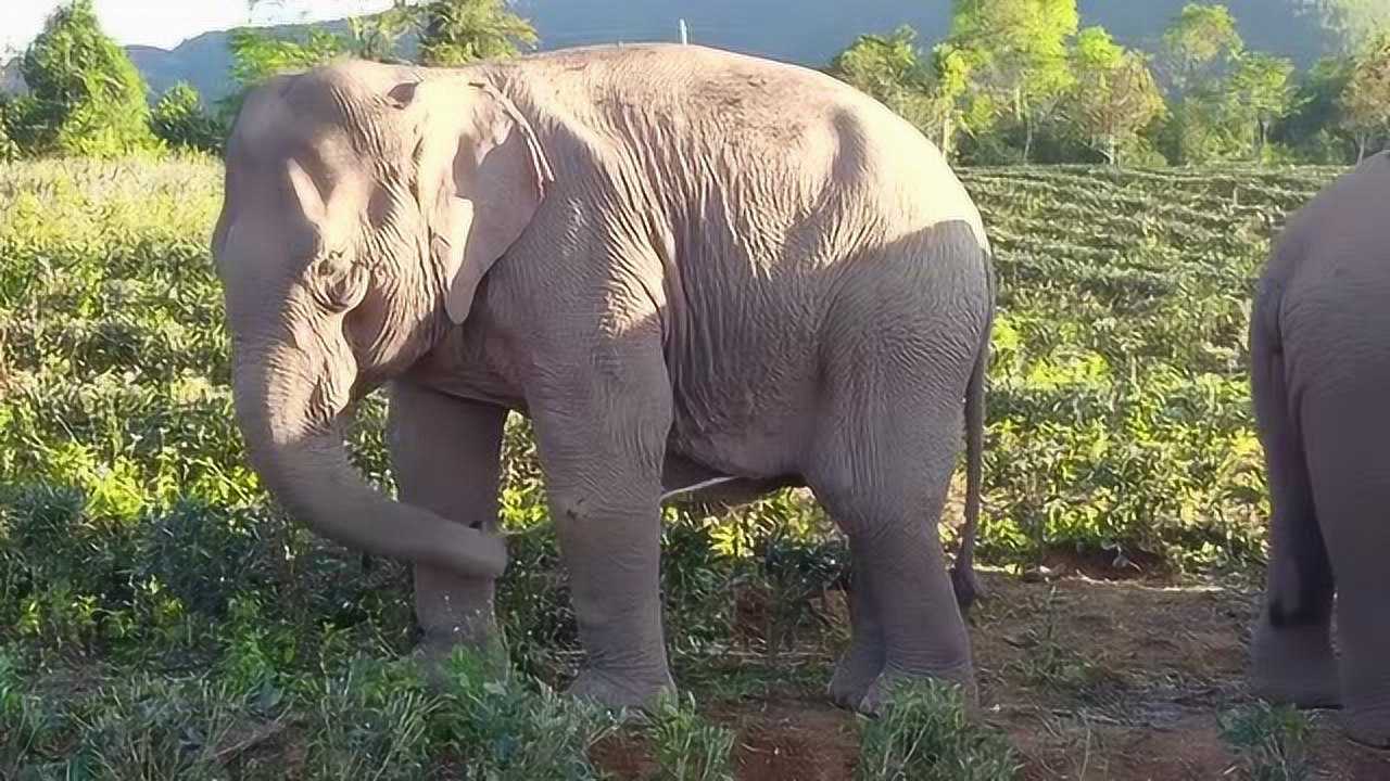 这大象太秀了,蛋蛋的忧伤!_腾讯视频