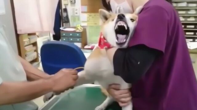 主人带柴犬去打针,还没开始狗狗就开始狂叫,这表情太魔性了