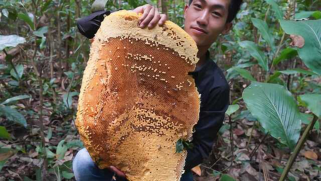 探索采蜜人:一会收获一枚巨大蜂巢,一斤要卖100块