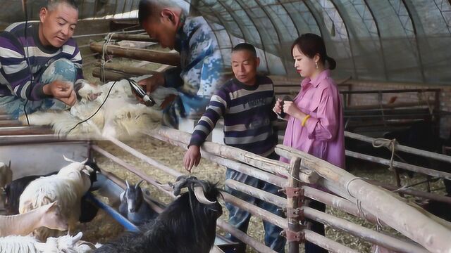 实拍养殖场剪羊毛,小羊全身都是宝,猜猜大哥一年赚多少