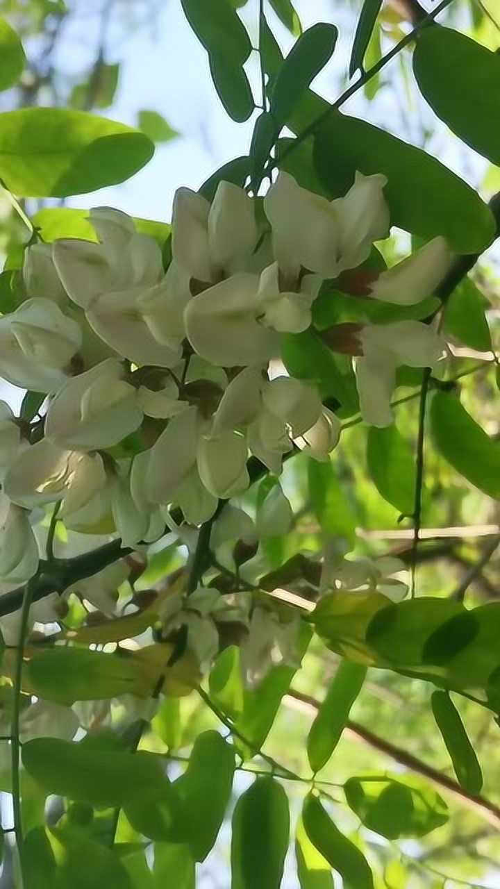 去看看刺槐白花