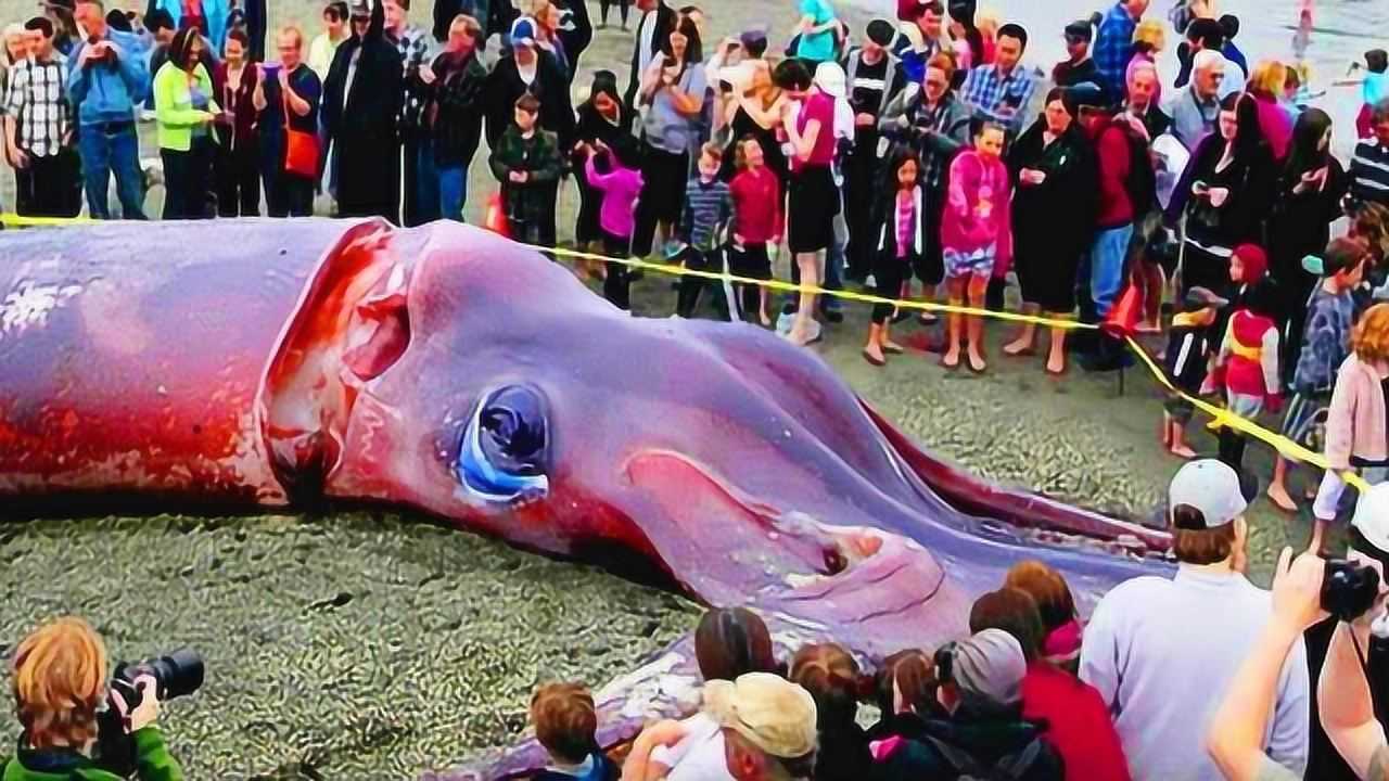 最大的章鱼巨型图片