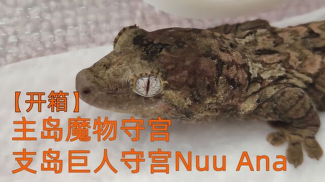 开箱  主岛魔物守宫与支岛巨人守宫Nuu Ana