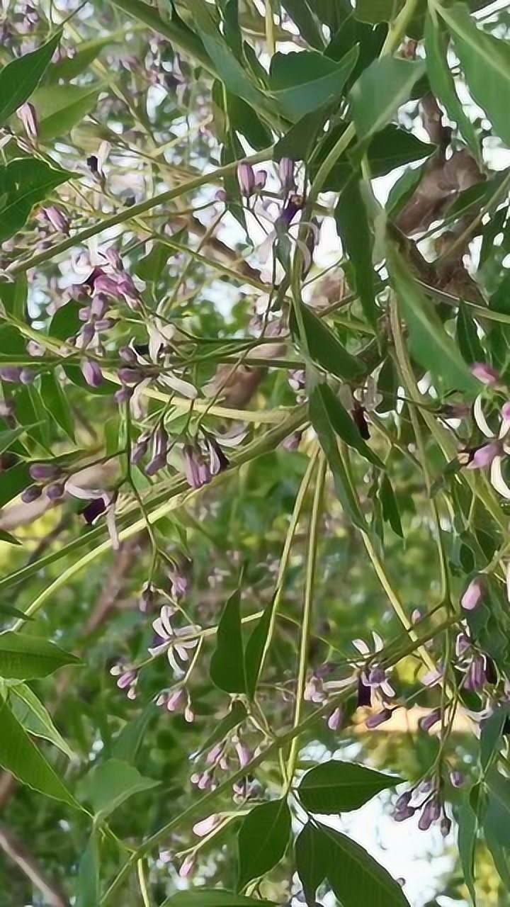 楝liàn树老家方言楝子豆树第一次注意原来开这样的花