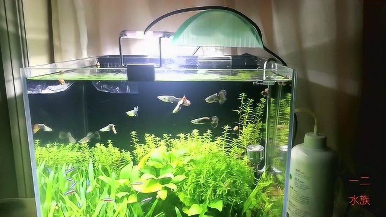 30塊錢led水草燈,與普通魚缸燈對比試驗,魚缸養水草燈具很重要